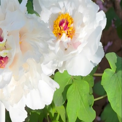 As peônias nativas são invasoras?