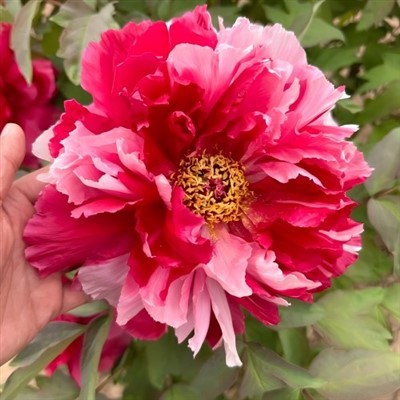 Peony da ilha