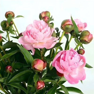 Flores de corte fresco de peônia rosa