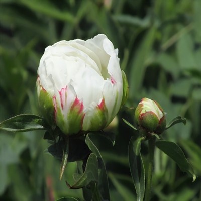 PEONIA BRANCA FLORES CORTE FRESCA